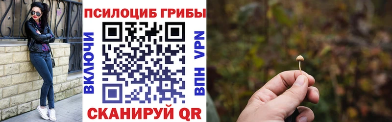 Галлюциногенные грибы Psilocybine cubensis Терек
